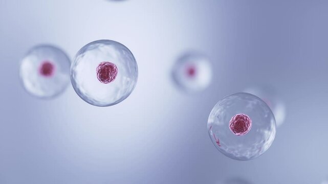 Human Cell division, cells under a microscope 3d animation.