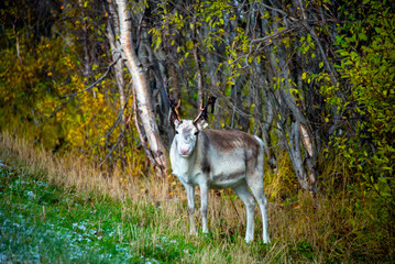 Reindeer in the Wild - Norway