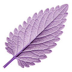 Calathea leaf with striking purple underside isolated on white background.