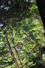 Fototapeta premium Trees in the autumn forest. Natural fall forest background.