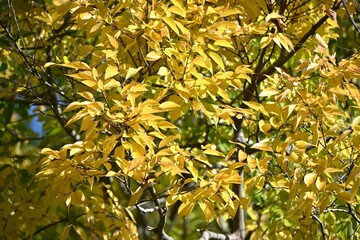 Chinese hackberry tree ( Celtis sinensis ) yellow leaves. Cannabaceae deciduous tree. Used as a park or roadside tree, the fruit is edible.
