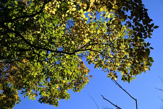 Chinese hackberry tree ( Celtis sinensis ) yellow leaves. Cannabaceae deciduous tree. Used as a park or roadside tree, the fruit is edible.