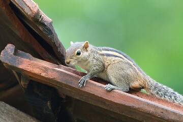 Indian palm squirrel  or three-striped palm squirrel (Funambulus palmarum), Yala National Park , Sri Lanka