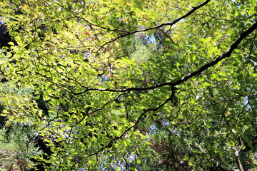 Trees with bright leaves in autumn forest. Mainly green, partially orange leaves in fall. Natural forest background. Colorful foliage against the blue sky.