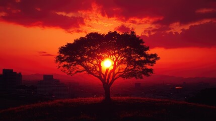 Fiery sunset silhouette of a tree on a hill overlooking a city.
