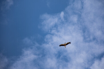 stork in the sky