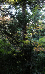Trees in the autumn forest. Natural fall forest background.
