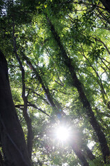 Fototapeta premium Trees with bright leaves in autumn forest. Natural forest with sunlight background. Trees with bright foliage in a sunny day.