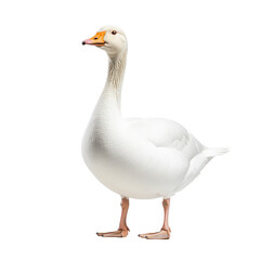 Elegant white goose standing proudly.. transparent background