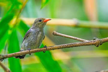 orange-bellied flowerpecker