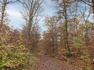 Naturpark Schönbuch im Keuperbergland des südwestdeutschen Schichtstufenland - Zugang zum Schönbuchturm auf dem Stellberg
