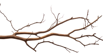 Fototapeta premium PNG Plant tree driftwood branch.