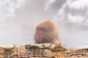 温泉に浸かるニホンザル【長野県・地獄谷野猿公苑】