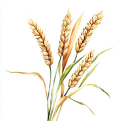 Wheat watercolor clipart illustration