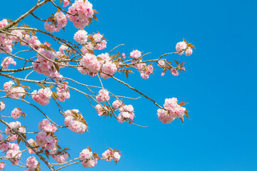 青空に八重桜 
