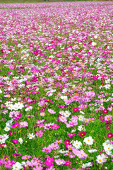 満開のコスモス
