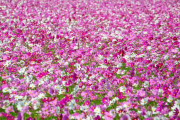 満開のコスモス
