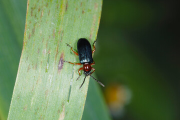 Rothalsiges Getreidehähnchen,  Oulema melanopus