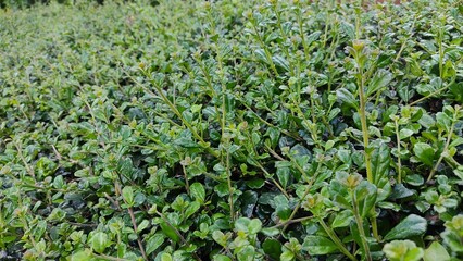 field of green beans