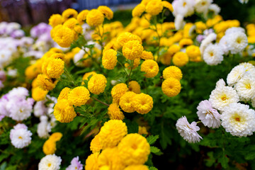 Close-up photo of colorful chrysanthemum flowers in bloom
