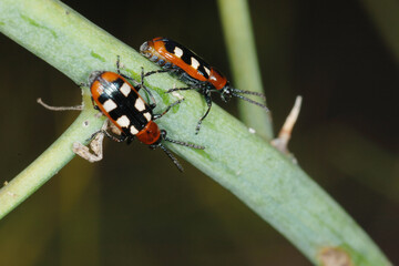 Spargelhähnchen, Crioceris asparagi L.
