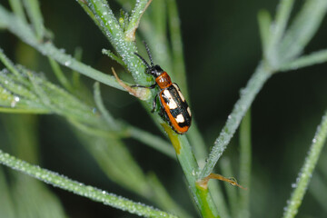 Spargelhähnchen, Crioceris asparagi L.