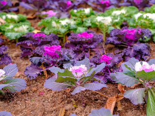 A flower bed with colorful cabbages growing
