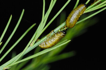 Spargelhähnchen, Crioceris asparagi L.