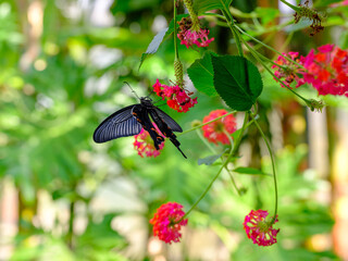 Red flowers and black butterflies