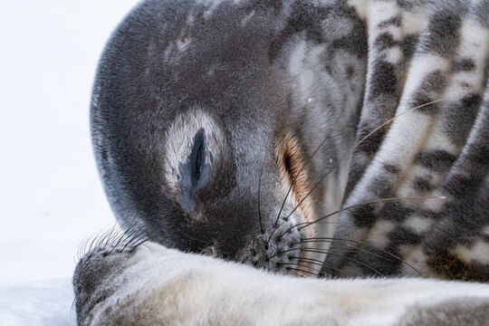 Weddell seal's skin. Close up