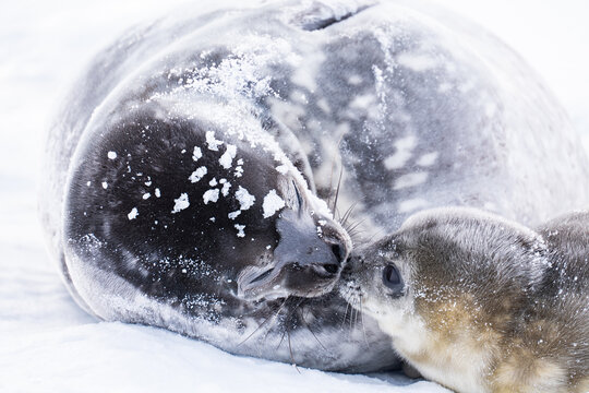 Weddell Seal pup, newborn Weddell seal, Antarctica (Leptonychote