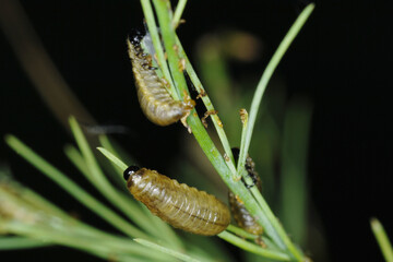 Spargelhähnchen, Crioceris asparagi L.