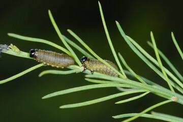 Spargelhähnchen, Crioceris asparagi L.