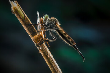 Closeup of robber fly with prey