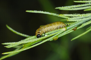 Spargelhähnchen, Crioceris asparagi L.
