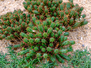 Cactus with cute red thorns (Euphorbia enophla)