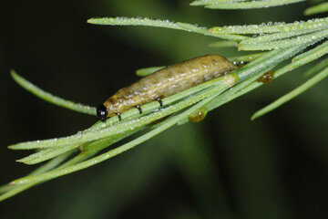 Spargelhähnchen, Crioceris asparagi L.