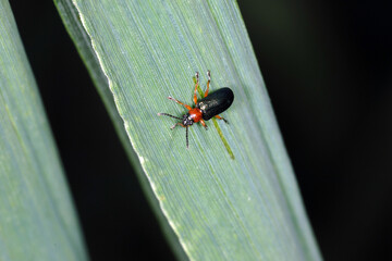 Rothalsiges Getreidehähnchen,  Oulema melanopus