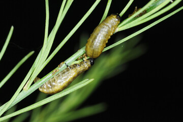 Spargelhähnchen, Crioceris asparagi L.
