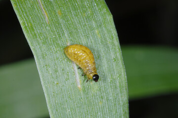 Rothalsiges Getreidehähnchen,  Oulema melanopus