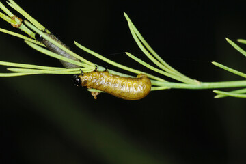 Spargelhähnchen, Crioceris asparagi L.