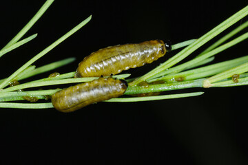 Spargelhähnchen, Crioceris asparagi L.