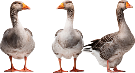 Three Grey Geese Farm Animals Poultry Bird Agriculture Wildlife