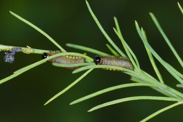 Spargelhähnchen, Crioceris asparagi L.