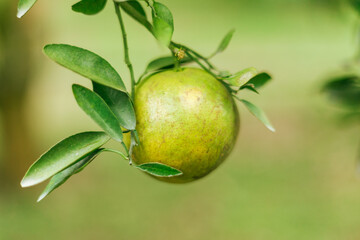 Orange organics orchard
