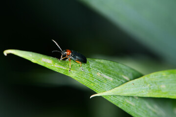 Rothalsiges Getreidehähnchen,  Oulema melanopus