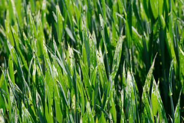 Getreidehähnchen, Rothalsiges, Oulema melanopus