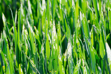 Getreidehähnchen, Rothalsiges, Oulema melanopus