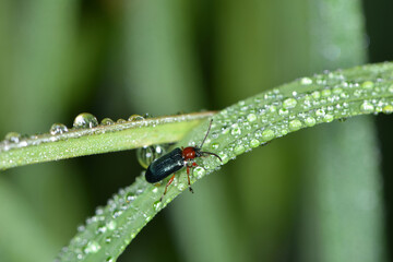 Rothalsiges Getreidehähnchen,  Oulema melanopus
