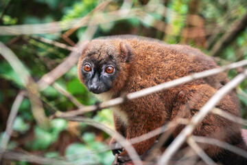 Portrait of an adult female red-bellied lemur (Eulemur rubriventer) among the branches of a bush